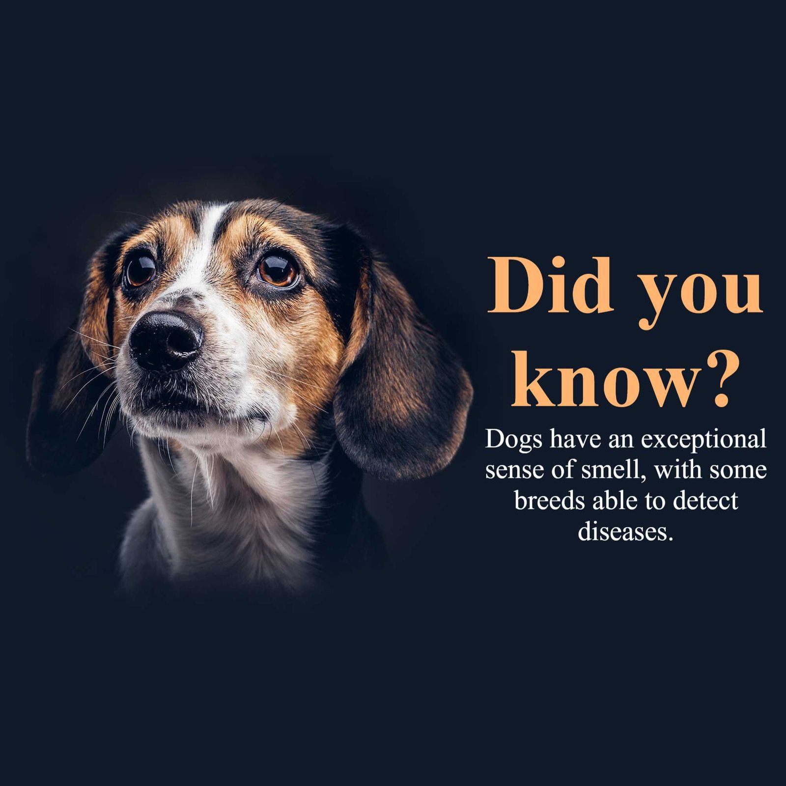 Pet Supplies And Services पोस्टर 59