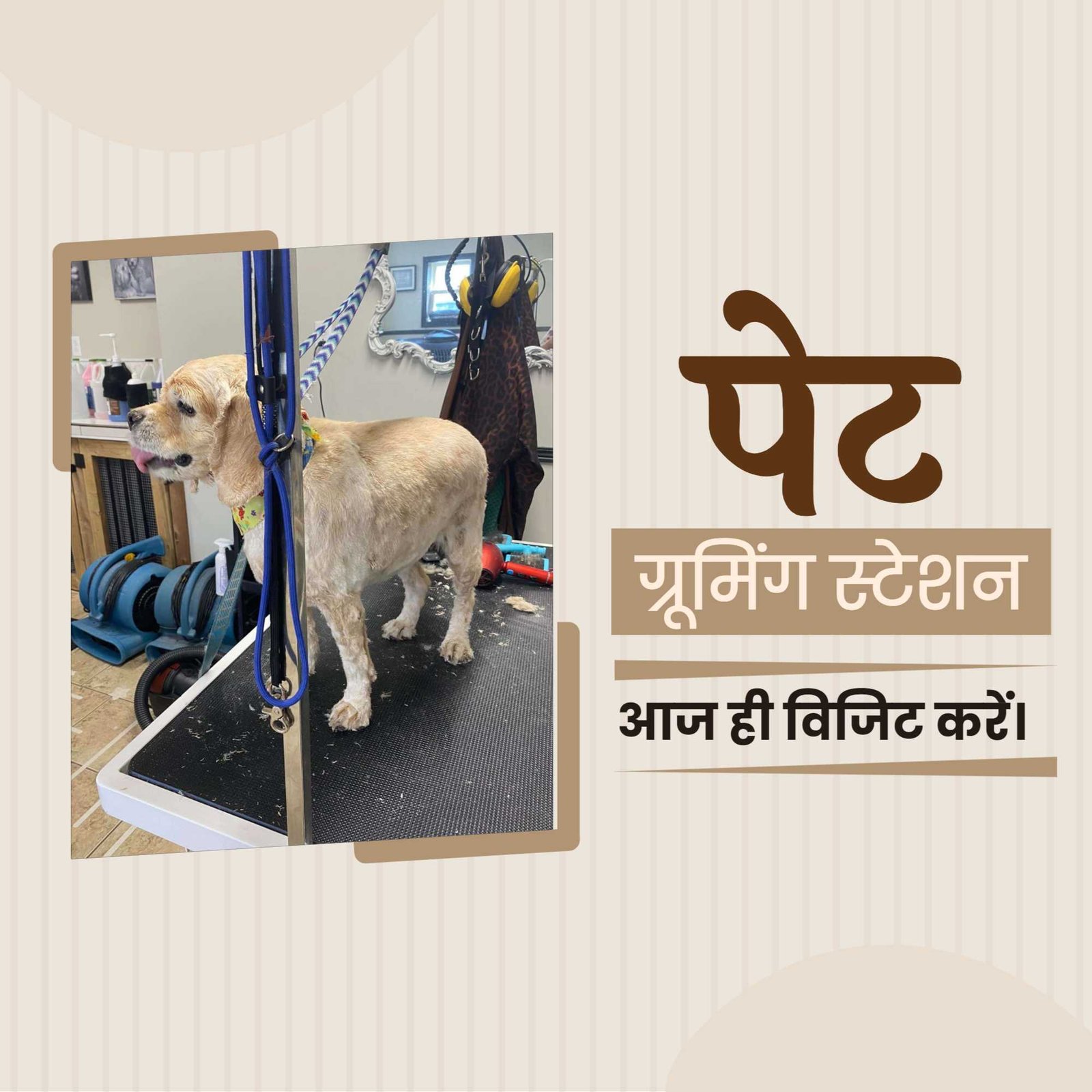 Pet Supplies And Services पोस्टर 102