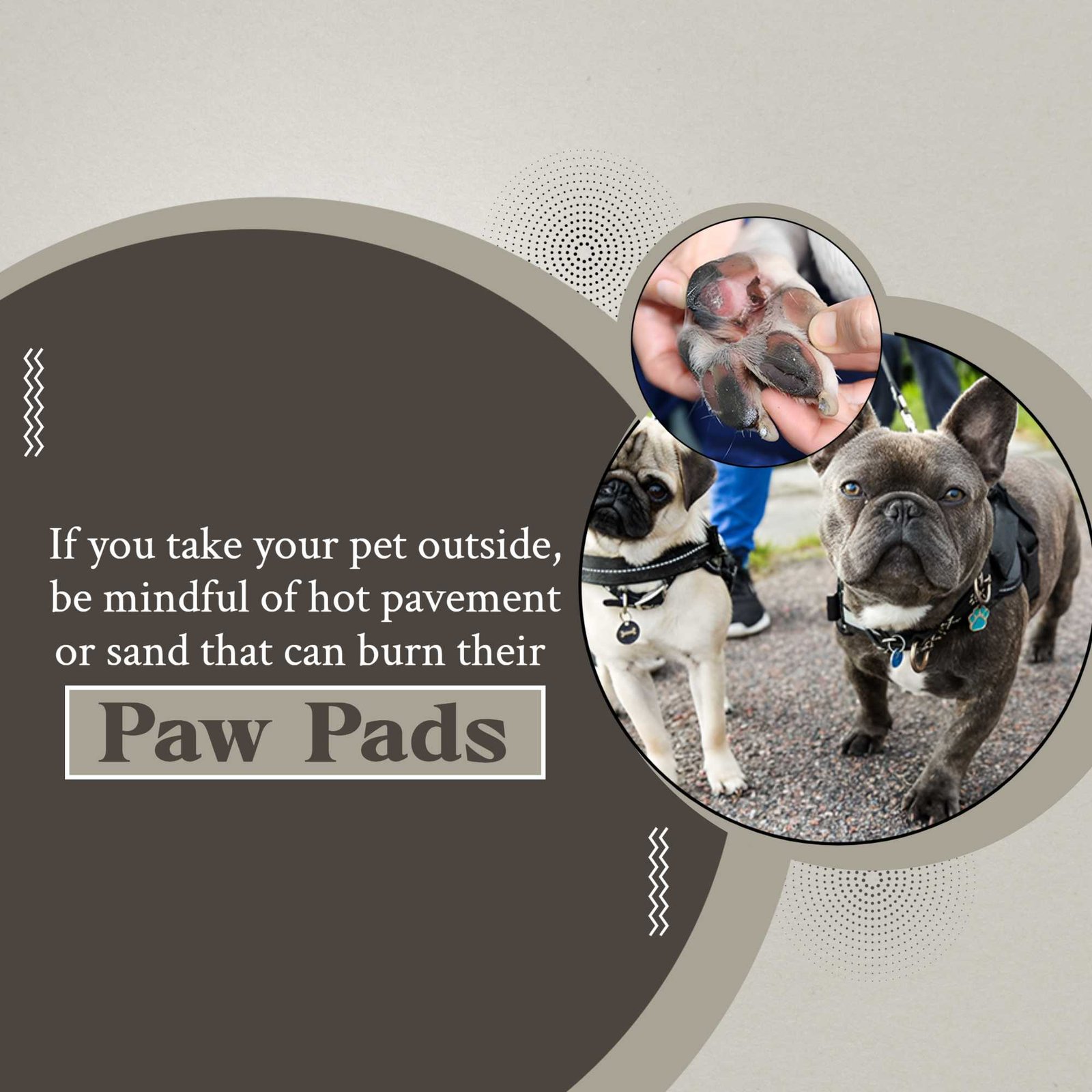 Pet Supplies And Services पोस्टर 89