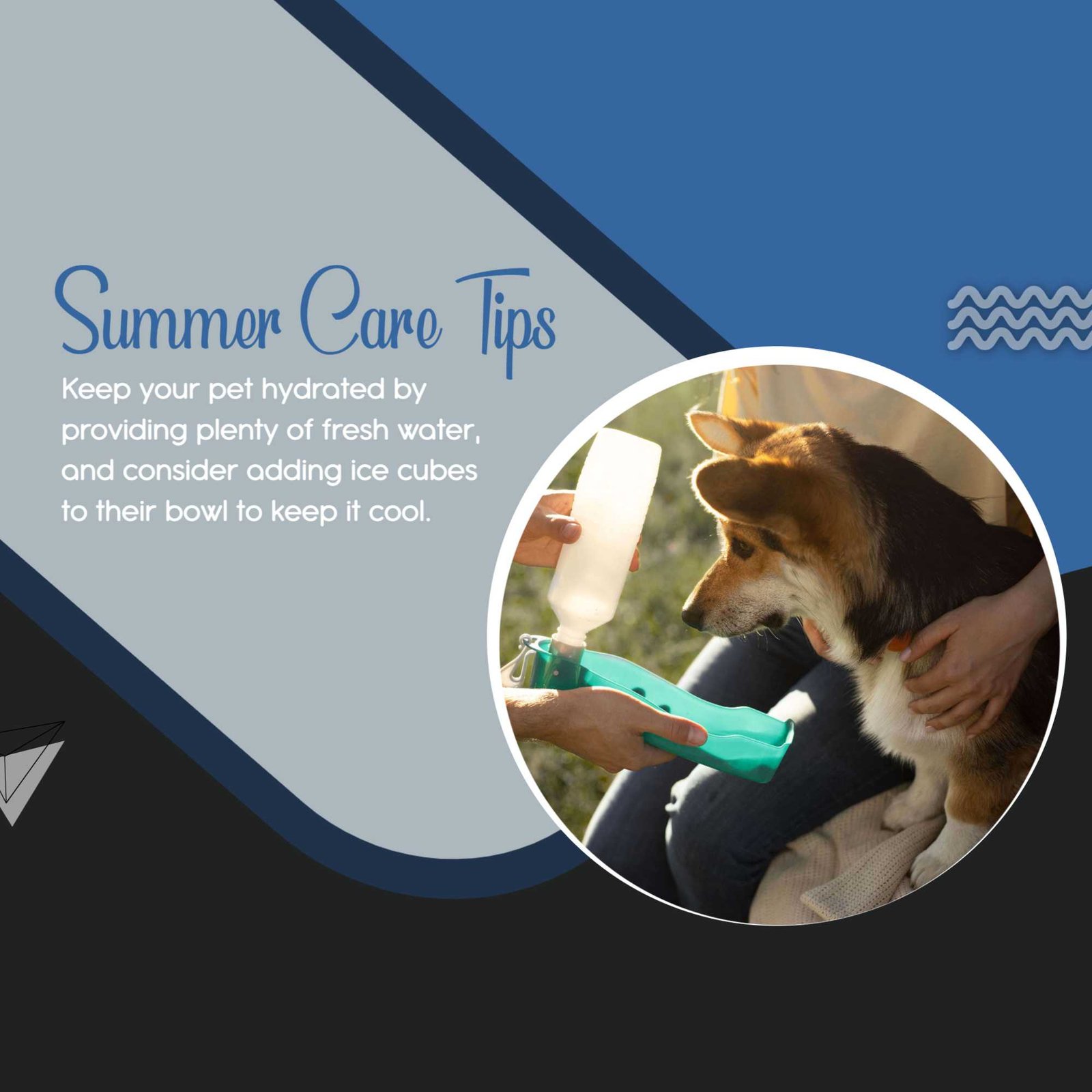 Pet Supplies And Services पोस्टर 92